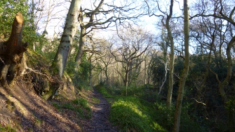 Little Beck Wood Nature Reserve