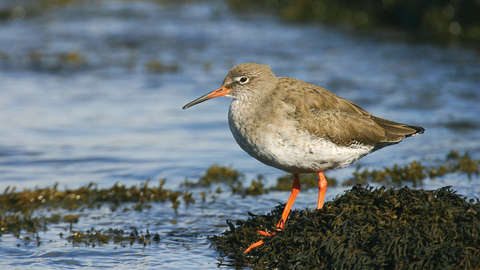 Redshank credit Tom Marshall