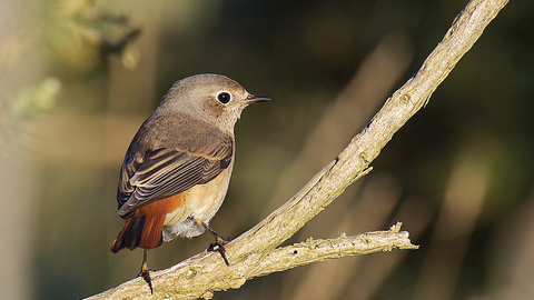 Redstart credit David Martin