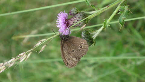 Ripon Loop Nature Reserve Credit Jenny Hayward