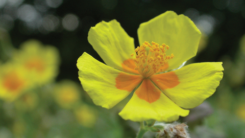 Rock rose credit Philip Precey