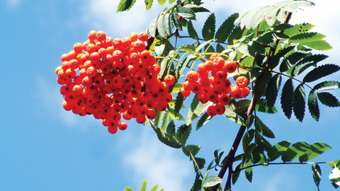 Rowan credit Peter Wolstenholme