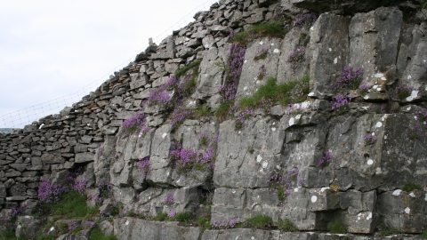 Seata Quarry Nature Reserve Credit Peter Christopherson