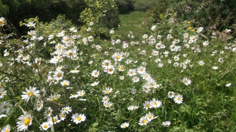 Sherburn Willows Nature Reserve Credit Jono Leadley