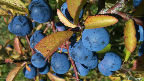 Sloe credit David Fisher