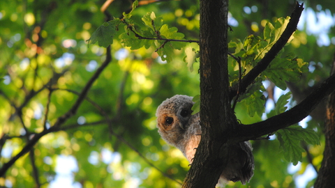 Tawny Owl