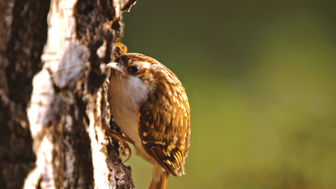 Treecreeper credit Neil Aldridge