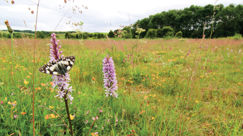 Wharram Quarry Nature Reserve Credit Tom Marshall