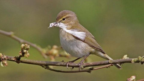 Willow warbler credit Margaret Holland