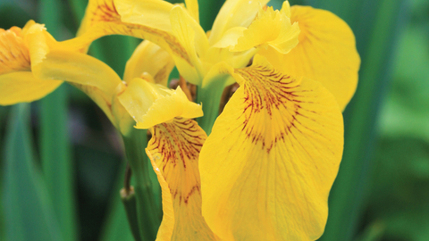 Yellow flag iris credit Jim Horsfall