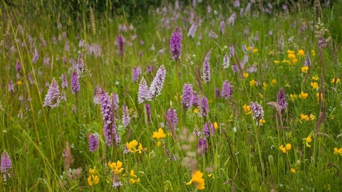 Orchids at Ledston Luck