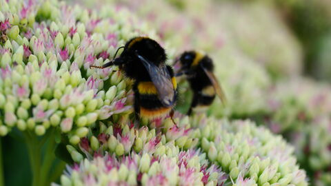Bees on flowers