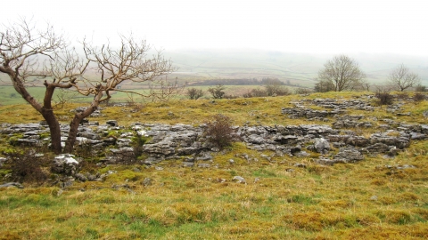 Brae pasture