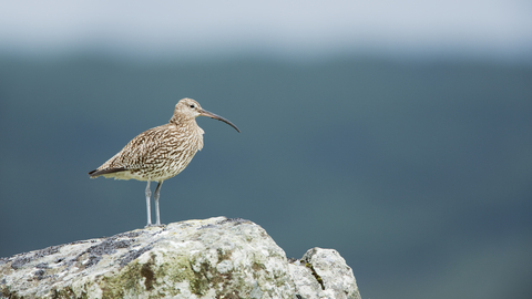 Curlew