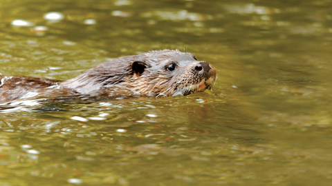 Otter