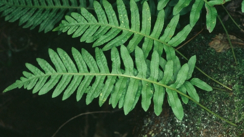 Common polypody