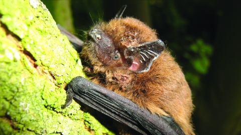 Bat