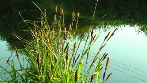 Grasses ID course