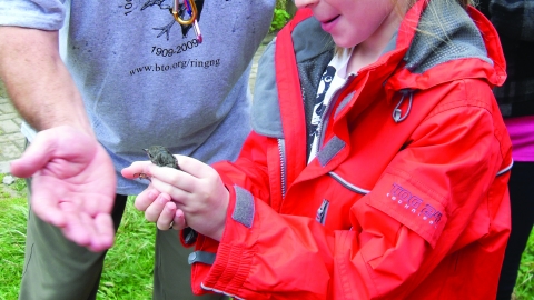 Bird Ringing P