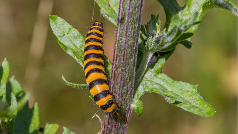 Cinnabar moth caterpillar © Derek Parker