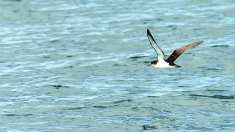 Manx Shearwater
