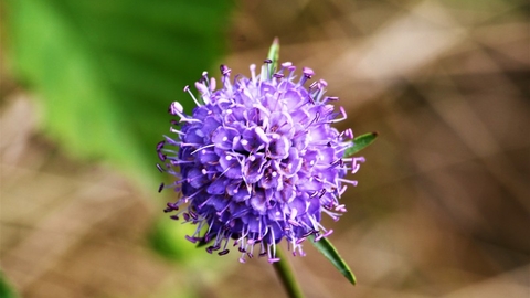 Devil's-bit scabious © Keith Lynes