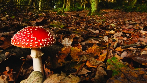 Fungi Fly Agaric