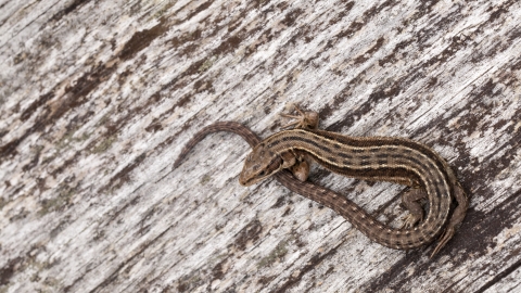 common lizard