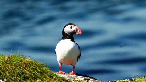 Puffin on cliffs
