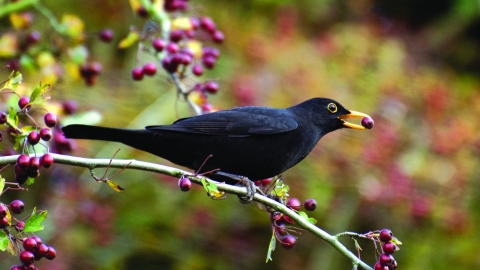 Blackbird and berry