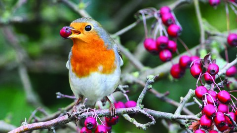 Robin and Berry