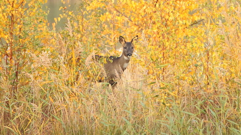 Roe deer © Allen Holmes
