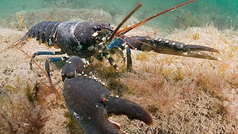 Common Lobster