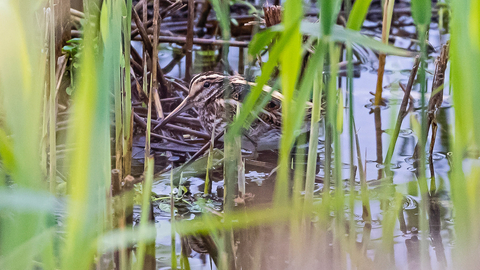 Jack snipe © Paul Paddock