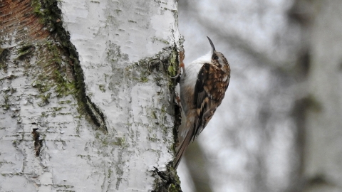 Treecreeper © Richard Scott 2019