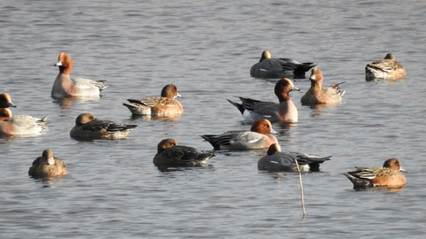 Wigeon © Richard Scott