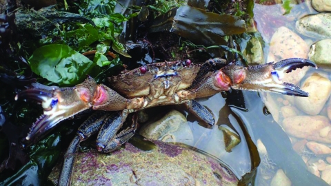 Velvet Swimming Crab