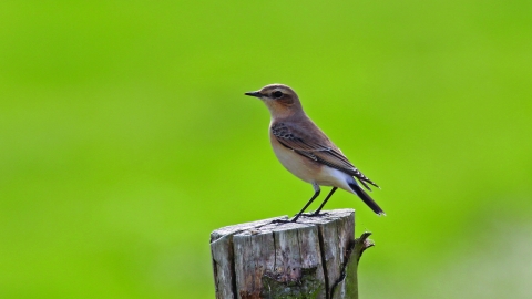 Wheateater