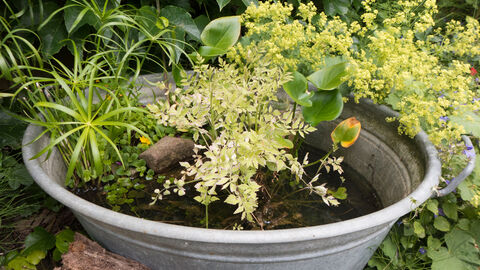 container pond