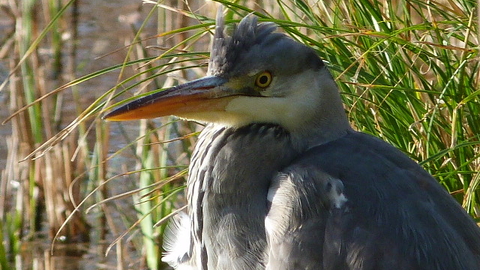 Grey Heron © Darren Wozencroft 2019