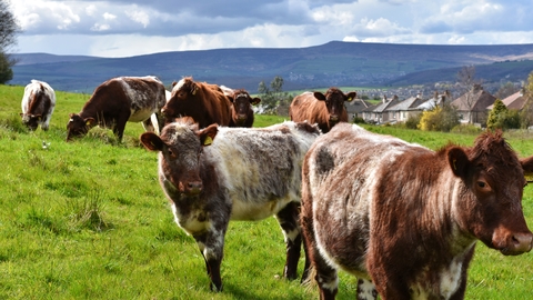 Stirley cows in field