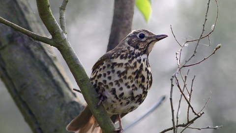 Song Thrush © Nidge Nilsen 2019
