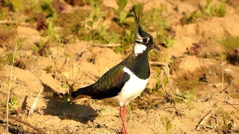 Lapwing © Matthew Christou 2019