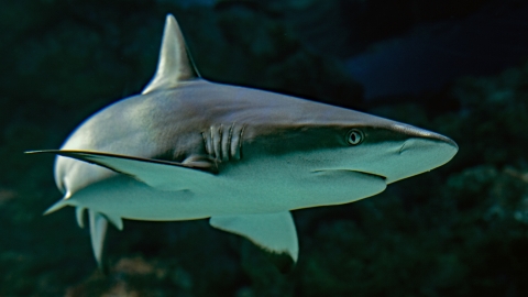 Shark