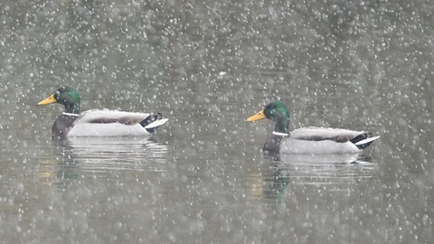 Mallard - Adel Dam