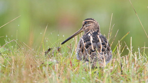 Snipe © Allen Holmes 2019