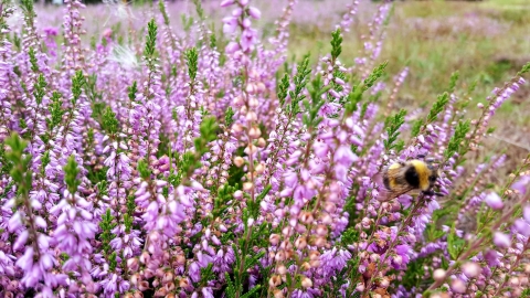 Heather at Manor Farm