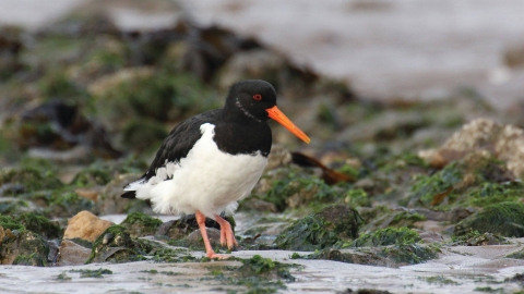 Oystercatcher