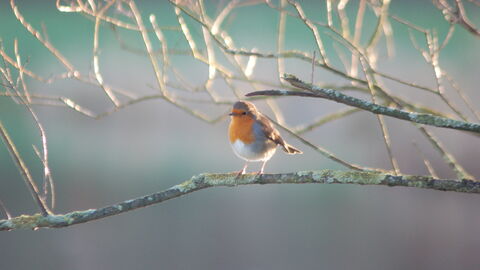 Robin on branch