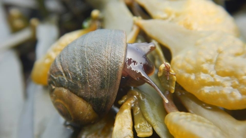 Seashore safari flat periwinkle